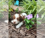 Small #2 Dachshund