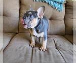 Small Photo #8 French Bulldog Puppy For Sale in POMPANO BEACH, FL, USA