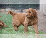 Small Photo #3 Labradoodle Puppy For Sale in MADERA, CA, USA