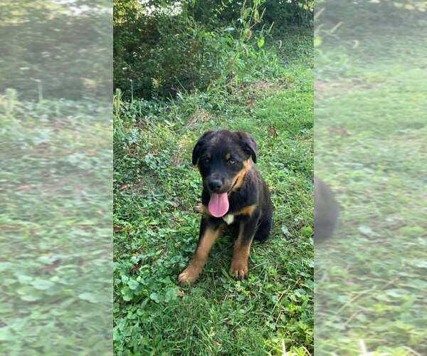 Medium Photo #2 Australian Shepherd-Rottweiler Mix Puppy For Sale in Foristell, MO, USA