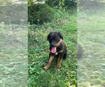 Small #1 Australian Shepherd-Rottweiler Mix