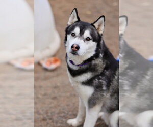 Siberian Husky-Unknown Mix Dogs for adoption in Webster, WI, USA