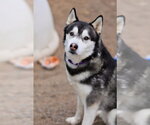 Small Siberian Husky Mix