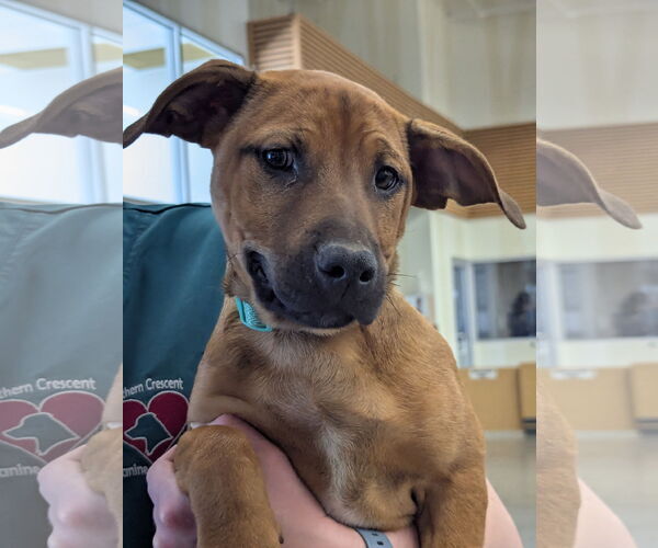 Medium Photo #2 Bassetdor Puppy For Sale in Milner, GA, USA