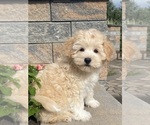 Small #3 Coton de Tulear-Poodle (Toy) Mix
