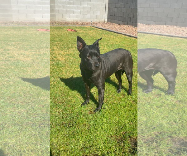 Medium Photo #2 American Pit Bull Terrier-Unknown Mix Puppy For Sale in phoenix, AZ, USA