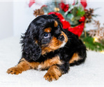 Small Photo #19 Cavalier King Charles Spaniel Puppy For Sale in WAKARUSA, IN, USA