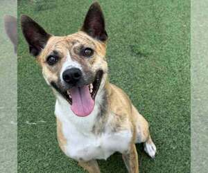 Mutt Dogs for adoption in Raleigh, NC, USA