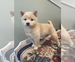 Small #3 Shiba Inu