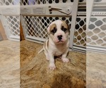Small Photo #1 American Bulldog Puppy For Sale in DAVENPORT, IA, USA