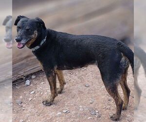 Labrador Retriever-Unknown Mix Dogs for adoption in Cottonwood, AZ, USA