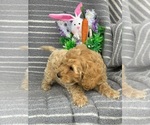 Small Photo #2 Maltipoo Puppy For Sale in CHARLESTON, WV, USA