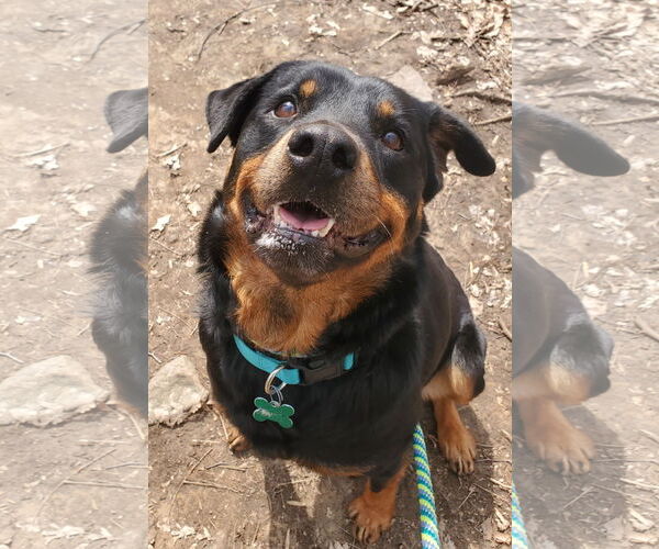 Medium Photo #6 Rottweiler Puppy For Sale in Rockaway, NJ, USA