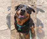 Small #5 Rottweiler