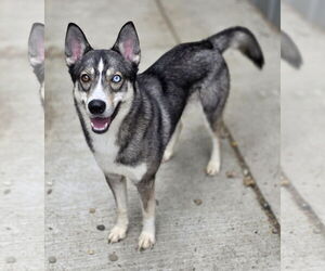 Siberian Husky-Unknown Mix Dogs for adoption in Woodsfield, OH, USA