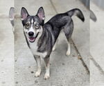 Small Siberian Husky Mix