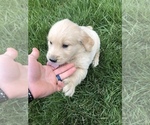 Small Photo #2 Golden Retriever Puppy For Sale in GOSHEN, IN, USA