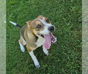 Basenji-Unknown Mix Dogs for adoption in Grovetown, GA, USA