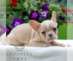 Small #2 French Bulldog