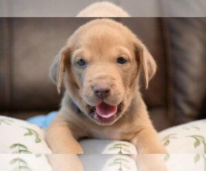 Labrador Retriever-Unknown Mix Dogs for adoption in Holly Springs, NC, USA