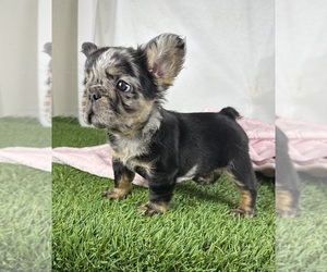 French Bulldog Puppy for sale in SAN DIEGO, CA, USA