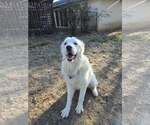 Small #10 Great Pyrenees