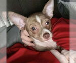Small Chihuahua