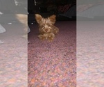 Small Photo #1 Yorkshire Terrier Puppy For Sale in BENSON, NC, USA