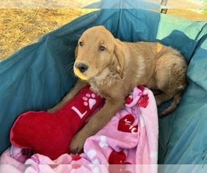 Golden Retriever Puppy for sale in META, MO, USA