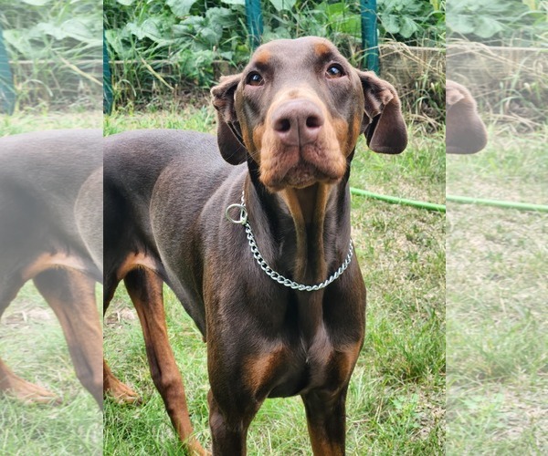 Medium Photo #2 Doberman Pinscher Puppy For Sale in Buffalo, MN, USA