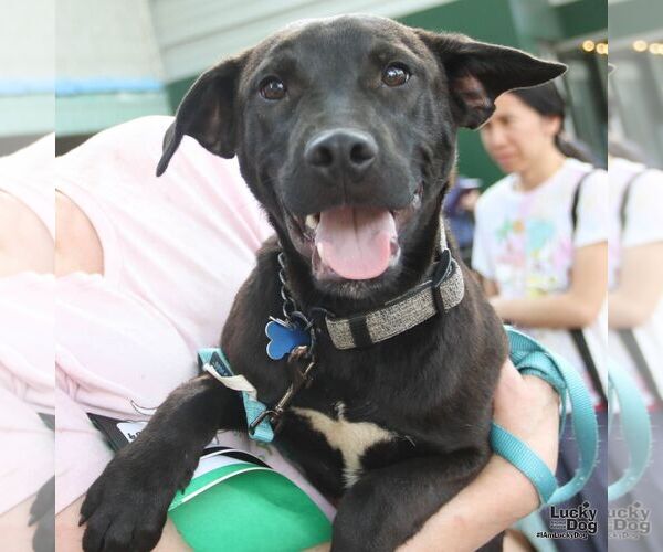 Medium Photo #5 Retriever -Unknown Mix Puppy For Sale in Washington, DC, USA