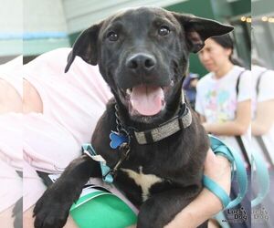 Ryder - Male Retriever -Unknown Mix Dog for Adoption - Photo #2