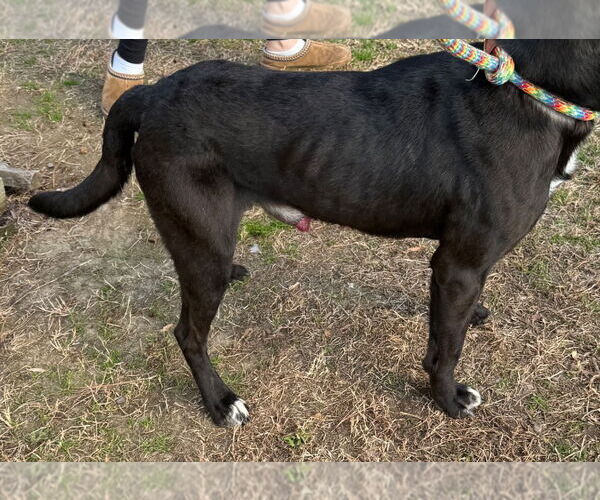 Medium Photo #2 Labrador Retriever Puppy For Sale in Tarboro, NC, USA
