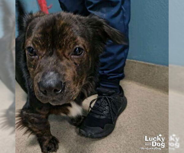 Medium Photo #1 Dachshund-Unknown Mix Puppy For Sale in Washington, DC, USA