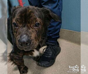 Dachshund-Unknown Mix Dogs for adoption in Washington, DC, USA