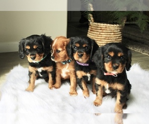 Cavalier King Charles Spaniel Puppy for sale in WATERLOO, NY, USA