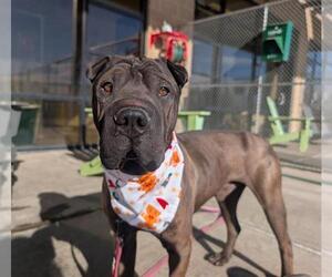 Chinese Shar-Pei Dogs for adoption in Denver, CO, USA