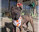 HERSHEY - Male Chinese Shar-Pei Dog for Adoption - Small photo