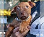 Small #4 Labrador Retriever-Retriever  Mix