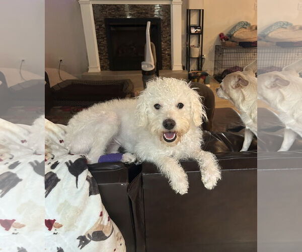 Medium Photo #3 Mutt Puppy For Sale in Arlington, VA, USA