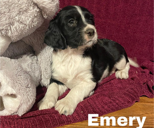 English Springer Spaniel Puppy for sale in GORMAN, CA, USA