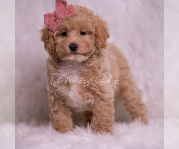 Medium Photo #67 Poodle (Toy) Puppy For Sale in WARSAW, IN, USA