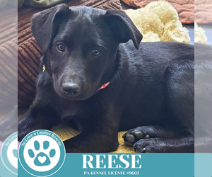 Labrador Retriever-Unknown Mix Dogs for adoption in Kimberton, PA, USA