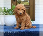 Small #1 Goldendoodle (Miniature)