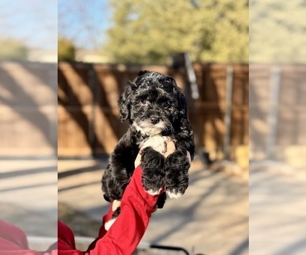 Medium Photo #9 Goldendoodle (Miniature) Puppy For Sale in HALTOM CITY, TX, USA