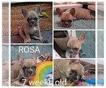 Small Photo #13 French Bulldog Puppy For Sale in MCKINLEYVILLE, CA, USA
