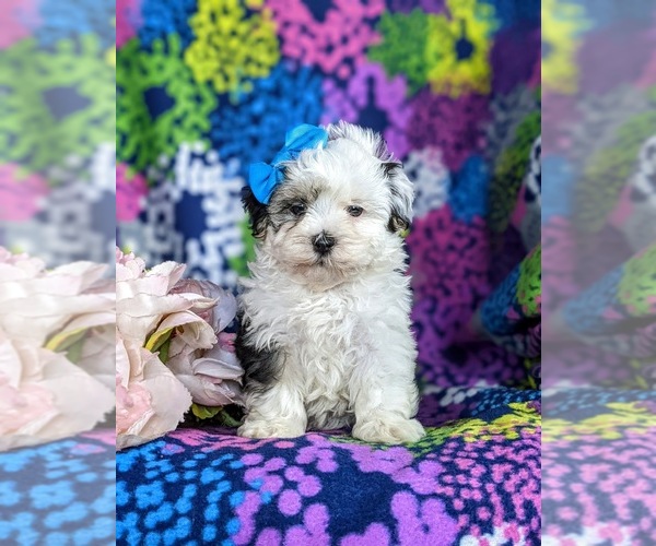 Medium Photo #3 -Maltese Mix Puppy For Sale in LEOLA, PA, USA