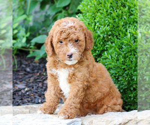 Goldendoodle (Miniature) Puppy for sale in LITITZ, PA, USA