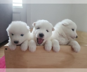 Samoyed Puppy for sale in RIVERHEAD, NY, USA
