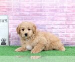 Small Photo #1 Goldendoodle Puppy For Sale in BEL AIR, MD, USA